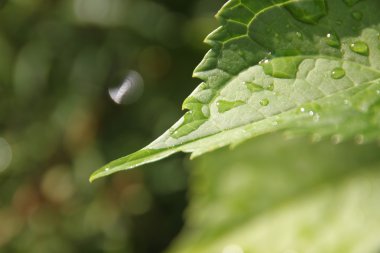 Su yeşil yaprağa düşer.