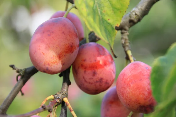 Ripe plum on branch in ray sun