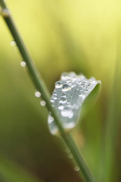 绿叶上的水滴 — 图库照片