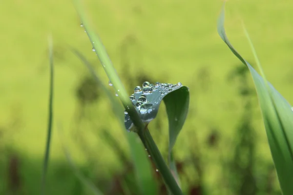 绿叶上的水滴 — 图库照片