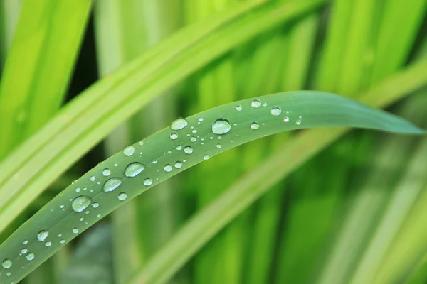 绿叶上的水滴 — 图库照片