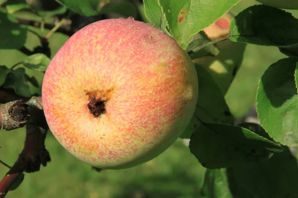 Äpfel auf dem Baum — Stockfoto