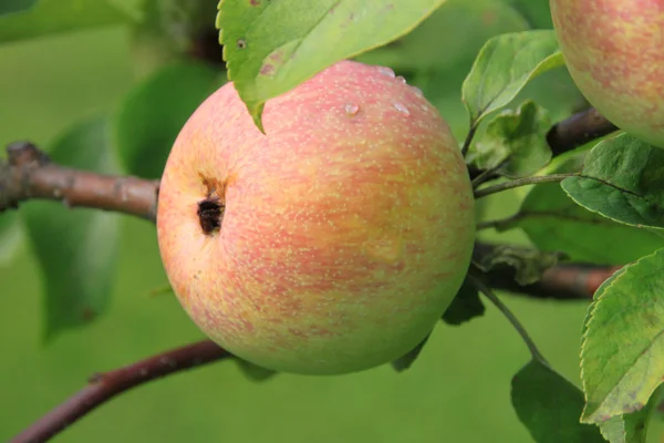 Äpfel auf dem Baum — Stockfoto