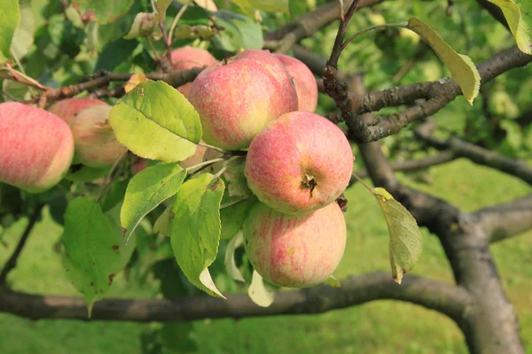 Äpplen på trädet — Stockfoto