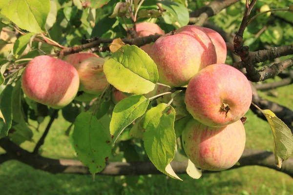 Äpfel auf dem Baum — Stockfoto