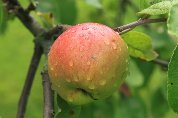 Äpfel auf dem Baum — Stockfoto