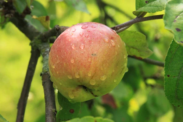 Äpfel auf dem Baum — Stockfoto