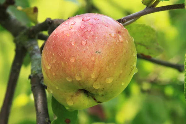 Äpfel auf dem Baum — Stockfoto