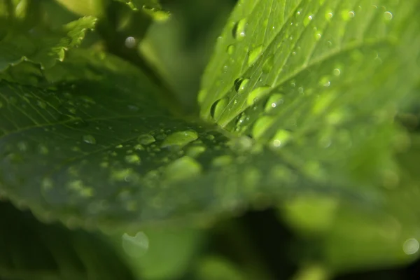 绿叶上的水滴 — 图库照片