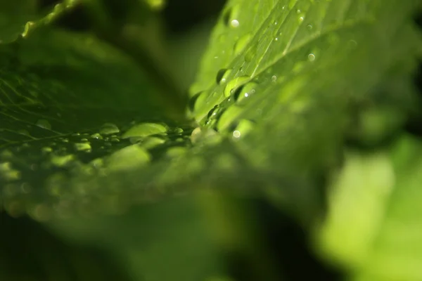 绿叶上的水滴 — 图库照片