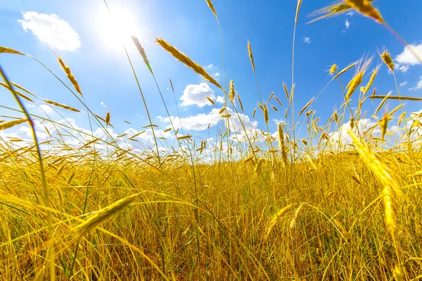 Agriculture — Stock Photo, Image