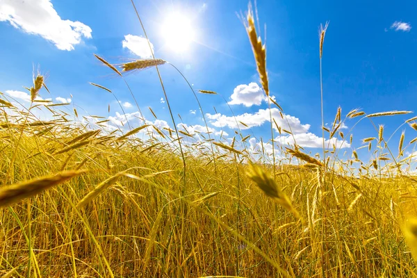 Wheat background — Stock Photo, Image