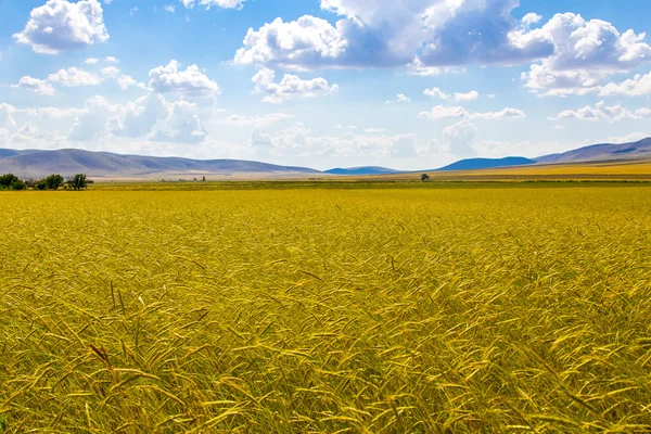 Agriculture background — Stock Photo, Image