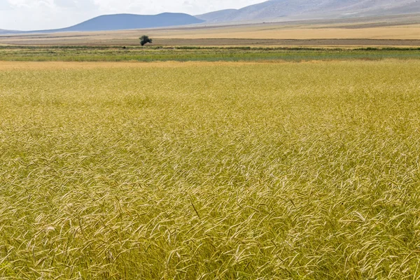 Agriculture background — Stock Photo, Image