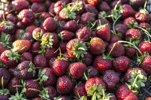 Erdbeeren — Stockfoto