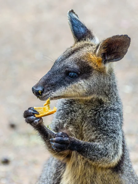 kangaroo an australian icon When kate mcintyre clere and michael mcintyre began their research for a film about an australian icon, they didnt find what they expected. kangaroo an australian icon When kate mcintyre clere and michael mcintyre began their research for a film about an australian icon, they didnt find what they expected.