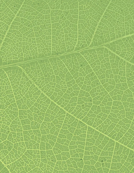 Fondo de hoja verde — Vector de stock