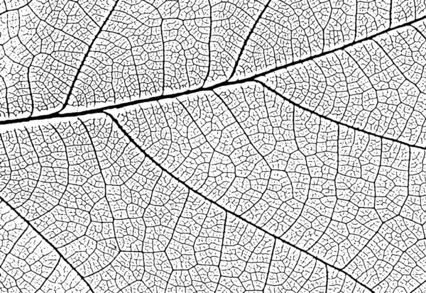 Texture Des Nervures Foliaires Fond Nature Vectoriel Pour Superpositions Dessins — Image vectorielle