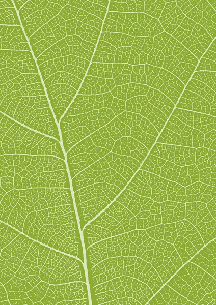 Textura Hoja Verde Venas Hojas Fondo Naturaleza Fondo Ecología Venas — Vector de stock