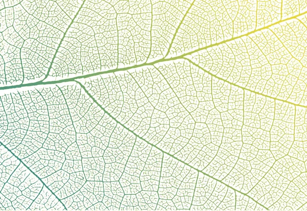 Venas Hoja Verde Textura Fondo Naturaleza Vectorial — Vector de stock