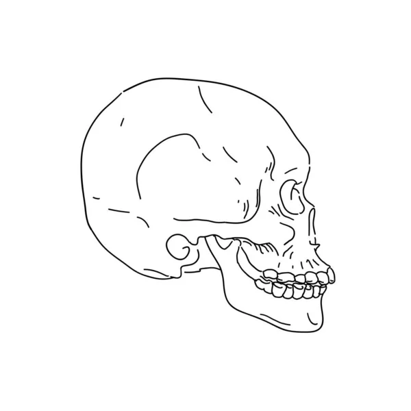 Lidská Lebka Pohled Boku Ručně Kreslený Vektorový Obrázek Čáry — Stockový vektor