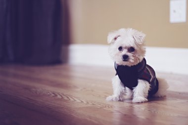 kazaklı Malta puppy