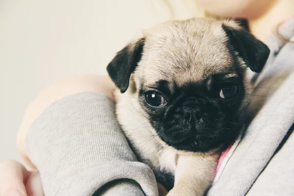 Bonito cachorrinho Pug — Fotografia de Stock