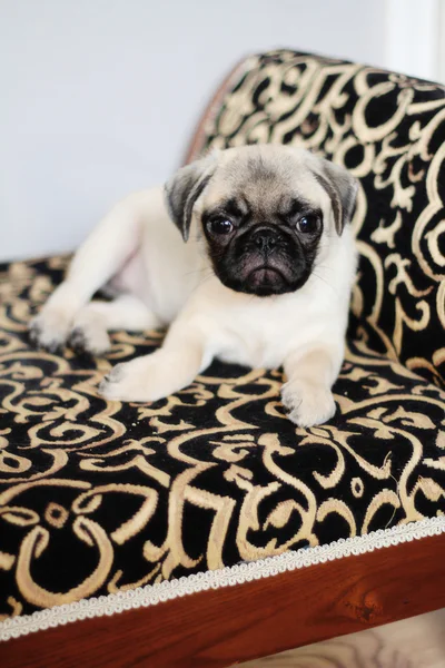 Pug puppy on counch — Stock Photo, Image