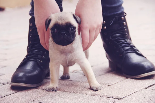 Pug puppy outside shoes — Stock Photo, Image