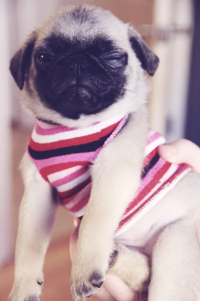 Pug puppy wink — Stock Photo, Image