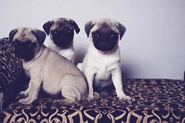 Tres pugs en el sofá — Foto de Stock