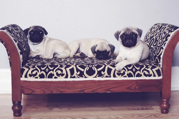 Três pugs no sofá — Fotografia de Stock