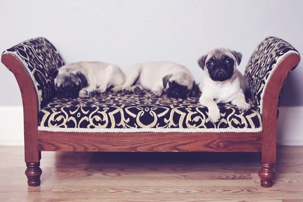 Três pugs dormindo — Fotografia de Stock