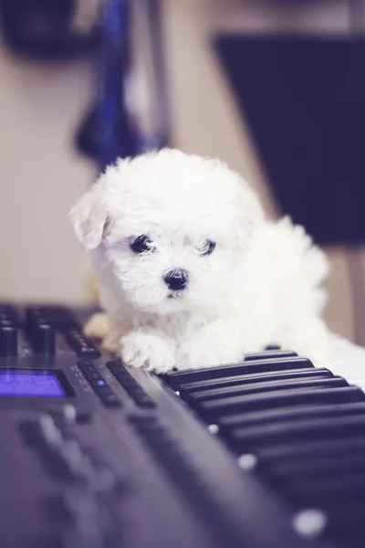 Cucciolo maltese sulla tastiera — Foto Stock