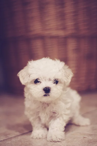 Cãozinho micro maltês — Fotografia de Stock