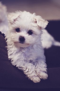 Küçük Malta puppy