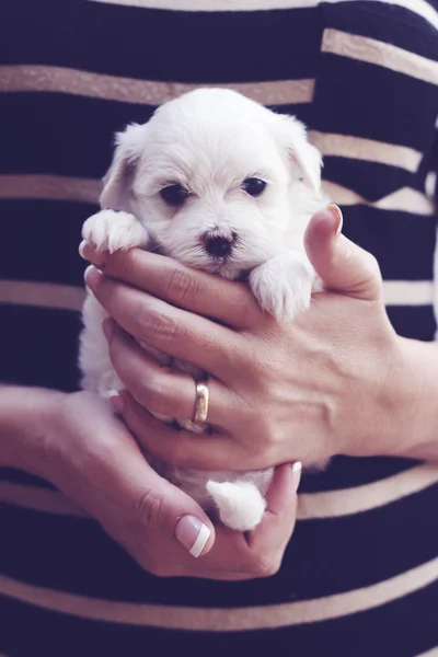 Little maltese puppy — Stock Photo, Image