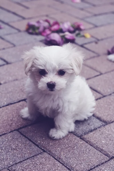 Filhote de cachorro maltês em pavers vertical — Fotografia de Stock