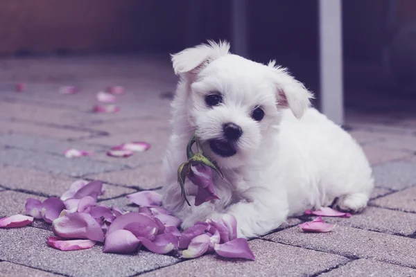 マルチーズの子犬のバラの花びら — ストック写真