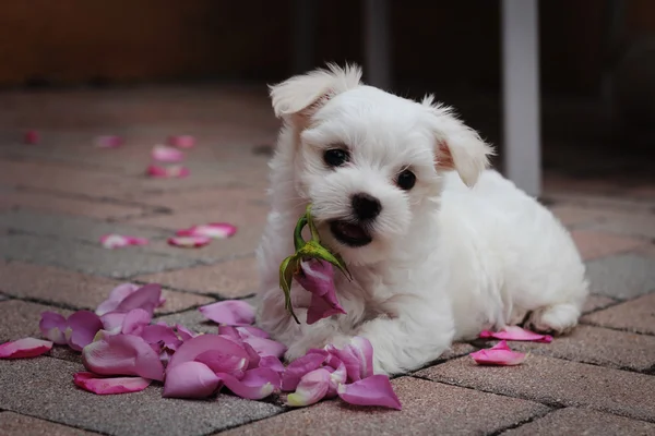 Maltees pup met bloemblaadjes — Stockfoto
