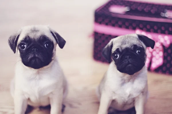 Filhotes de cachorro bonitos — Fotografia de Stock