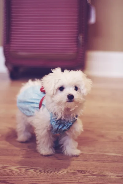 Maltese puppy in dress — Stock Photo, Image
