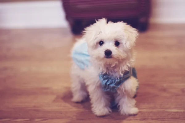 Maltese puppy in dress — Stock Photo, Image