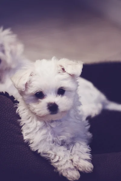 Tiny little Maltese Puppy resting — Stock Photo, Image