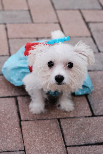 Мальтийский щенок в платье — стоковое фото