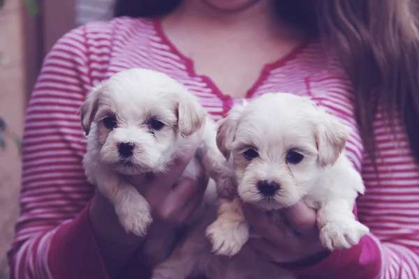 Chica sosteniendo cachorros malteses —  Fotos de Stock