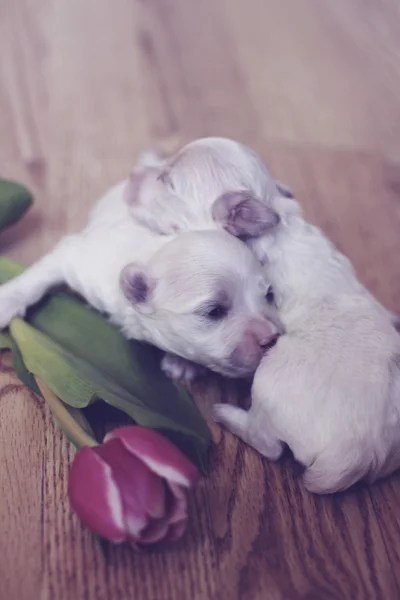 Newborn maltese puppies Royalty Free Stock Images