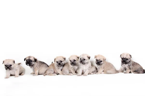 Grupo de cachorros bonitos — Fotografia de Stock