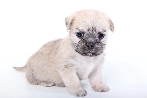 Cachorrinho pequeno bonito — Fotografia de Stock