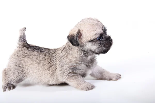 Cachorrinho pequeno bonito — Fotografia de Stock